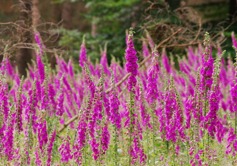 Hardy, Versatile, and Perfect for Shadier Spots. Hardy, Versatile, and Perfect for Shadier Spots.