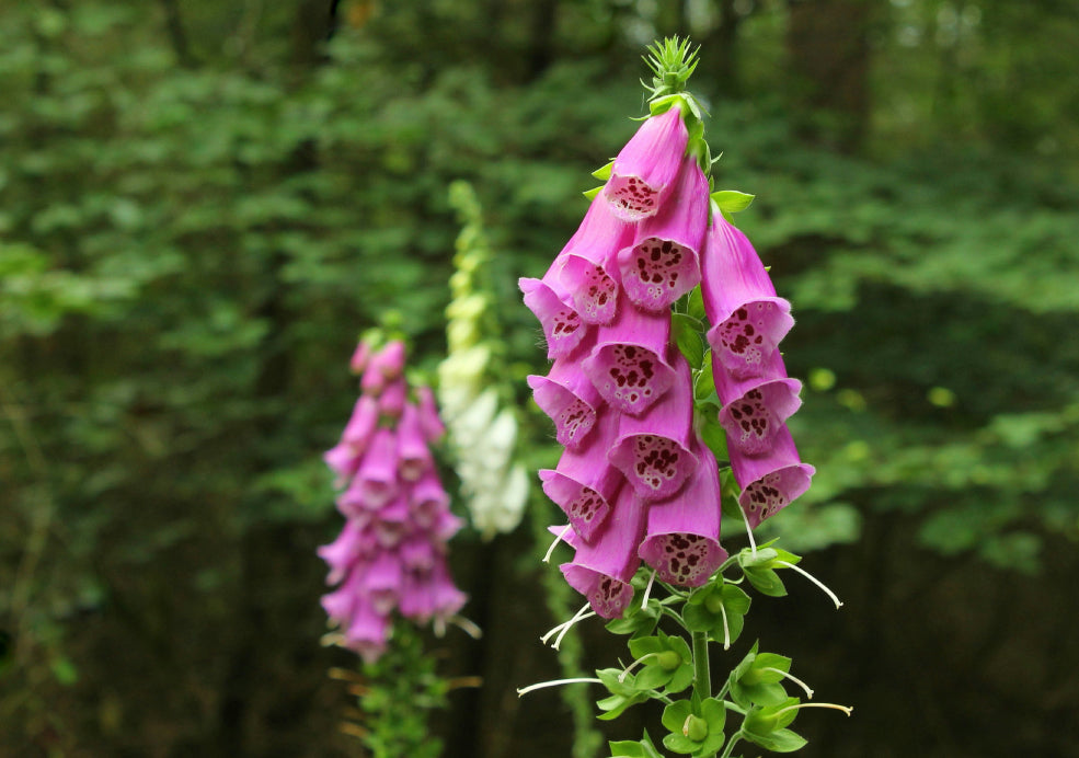 Digitalis: A Towering Beauty with Cottage Garden Charm. Digitalis: A Towering Beauty with Cottage Garden Charm.