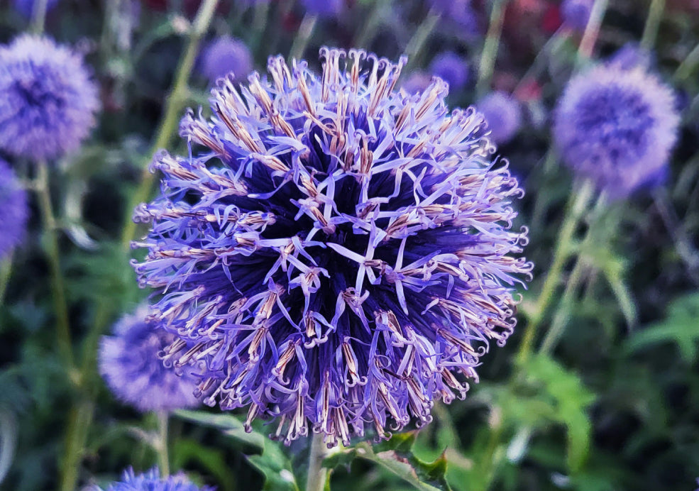 Echinops: A Bold Statement with Unique Form. Echinops: A Bold Statement with Unique Form.