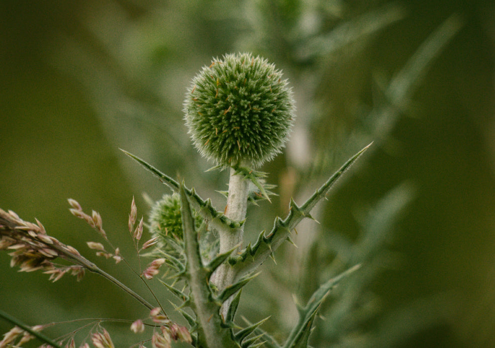 Minimal Care with Long-Lasting Impact. Minimal Care with Long-Lasting Impact.