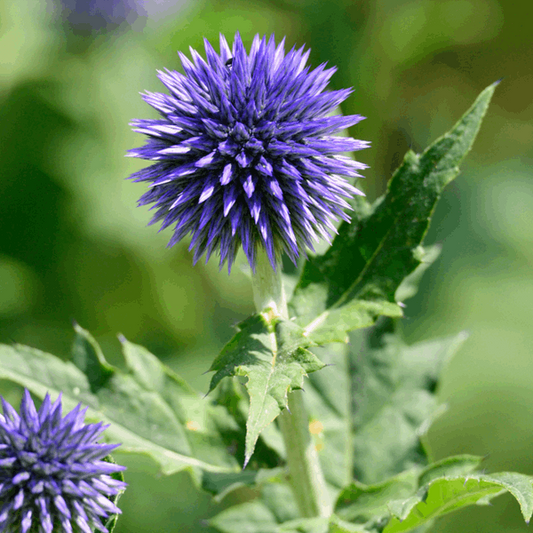 Echinops ritro Echinops ritro