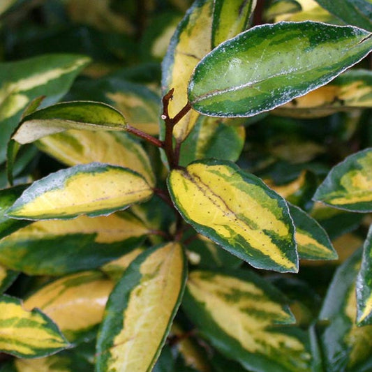 Elaeagnus Limelight - Elaeagnus Elaeagnus Limelight - Elaeagnus