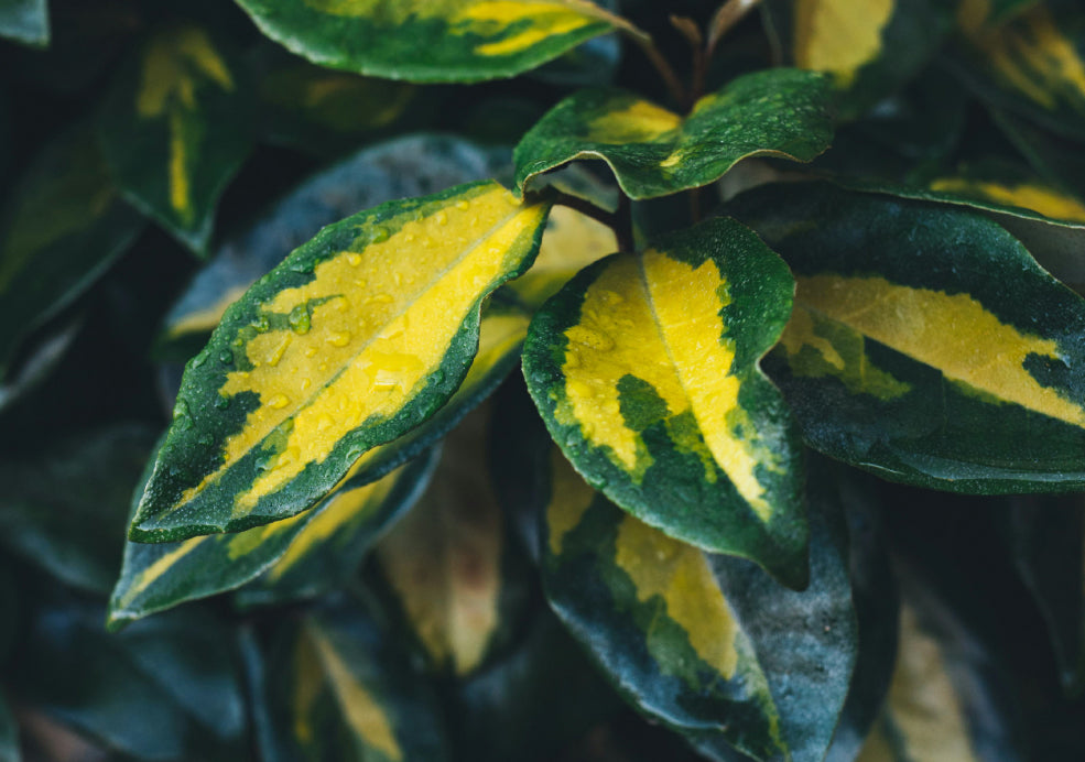 Easy to Grow and Perfect for Coastal Gardens. Easy to Grow and Perfect for Coastal Gardens.