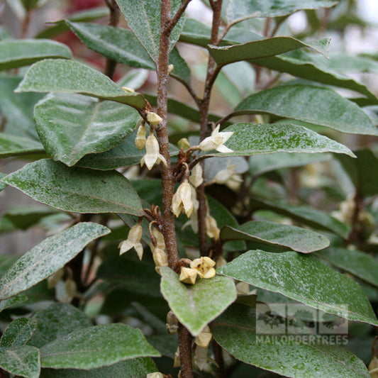 Elaeagnus x ebbingei - Elaeagnus Elaeagnus x ebbingei - Elaeagnus