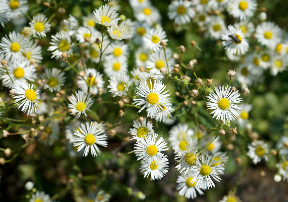 Tough, Hardy, and Perfect for Sun-Drenched Spaces. Tough, Hardy, and Perfect for Sun-Drenched Spaces.