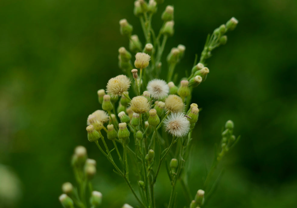 Minimal Care with Maximum Impact. Minimal Care with Maximum Impact.