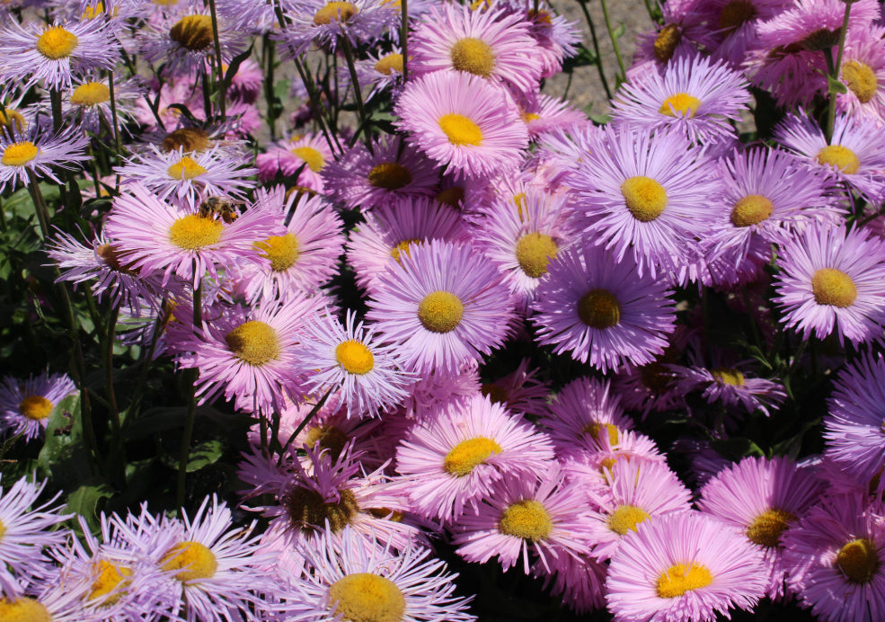 Erigeron: A Delightful Daisy with Long-Lasting Blooms. Erigeron: A Delightful Daisy with Long-Lasting Blooms.