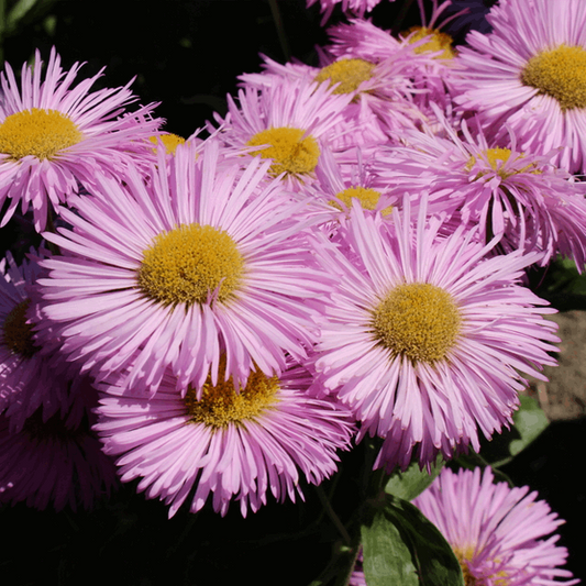 Erigeron 'Pink Jewel' Erigeron 'Pink Jewel'