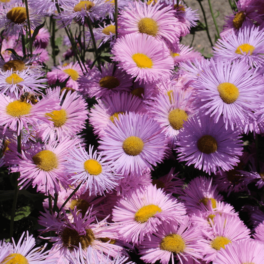 Erigeron 'Pink Jewel' Erigeron 'Pink Jewel'