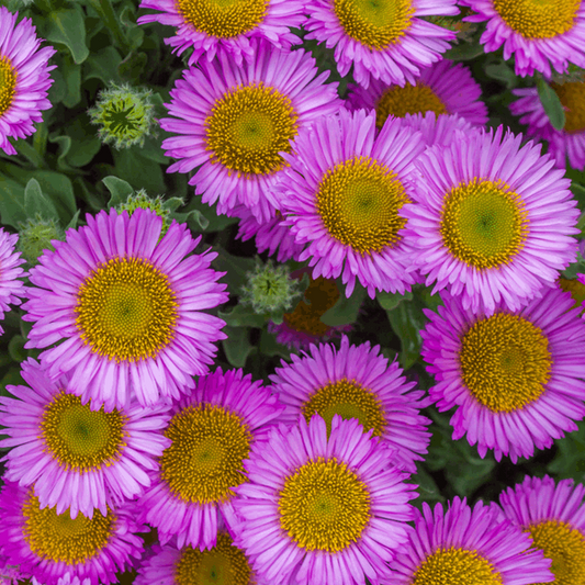 Erigeron glaucus 'Sea Breeze' Erigeron glaucus 'Sea Breeze'