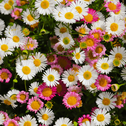 Erigeron karvinskianus Erigeron karvinskianus
