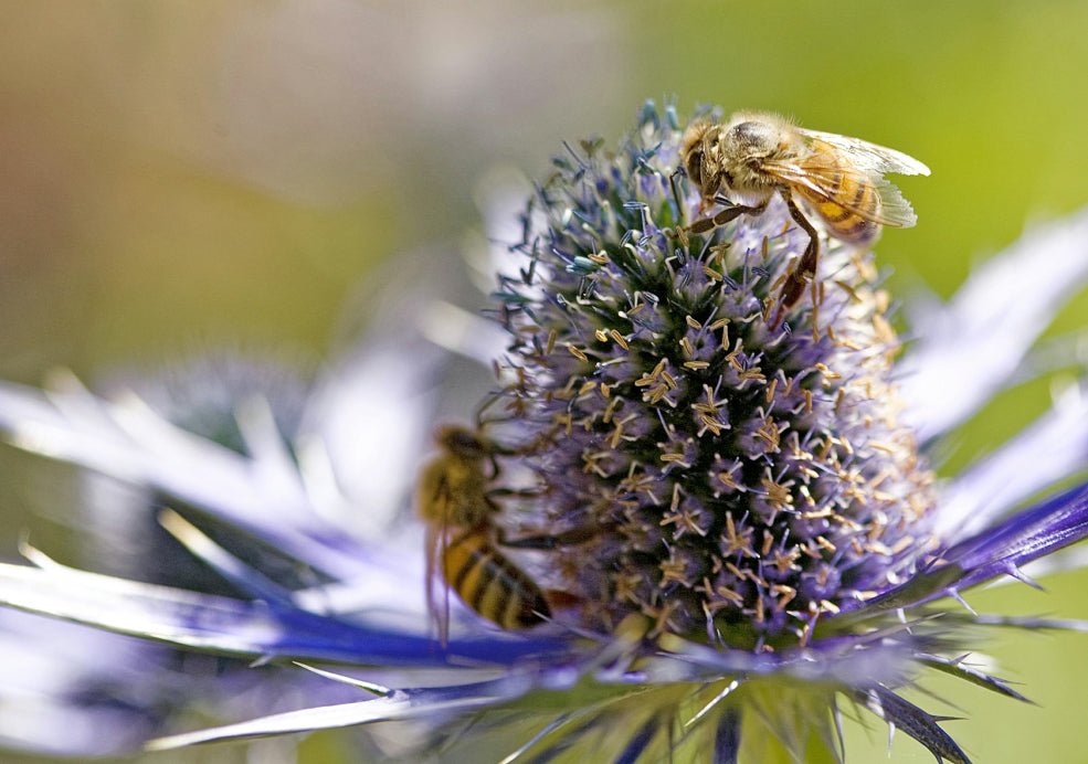 Nectar-Rich and Wildlife-Friendly Choice. Nectar-Rich and Wildlife-Friendly Choice.