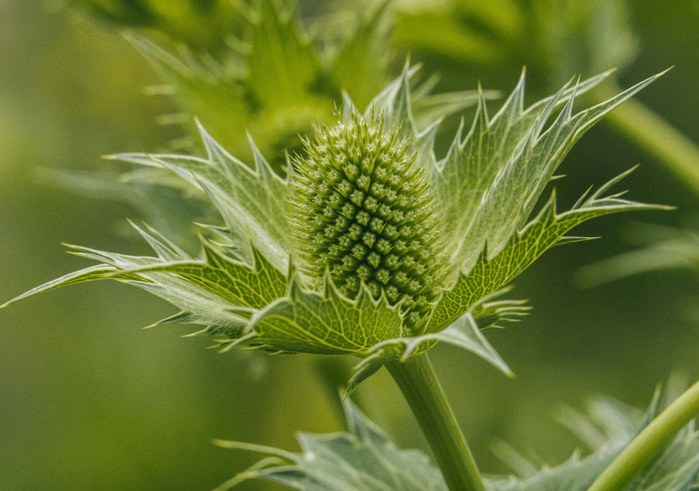 Hardy, Drought-Tolerant, and Perfect for Sunny Spots. Hardy, Drought-Tolerant, and Perfect for Sunny Spots.