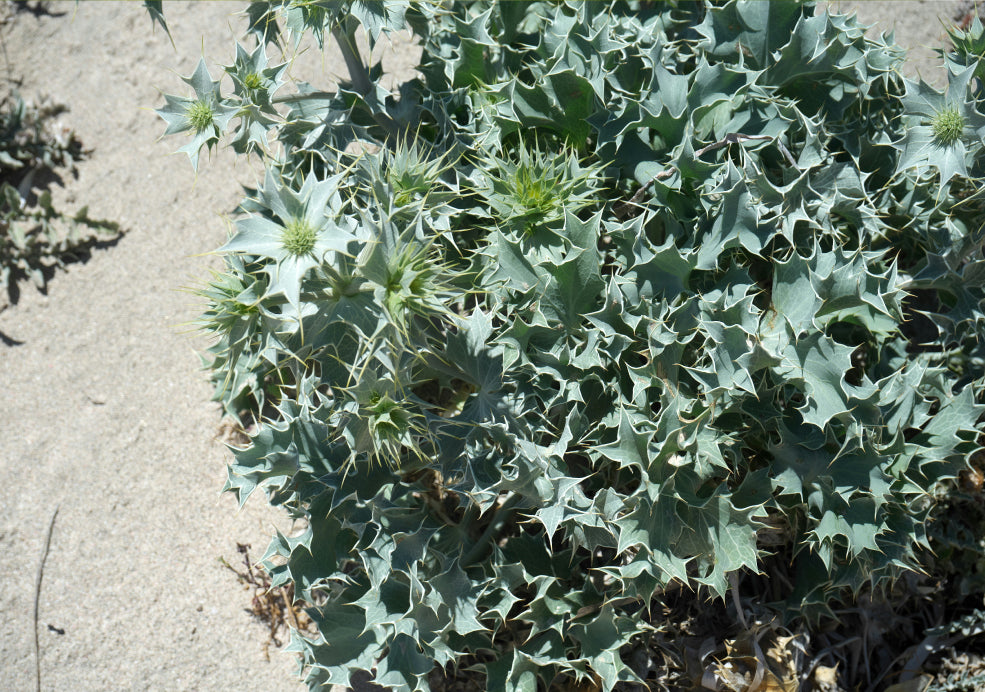 Minimal Maintenance with Year-Round Interest. Minimal Maintenance with Year-Round Interest.