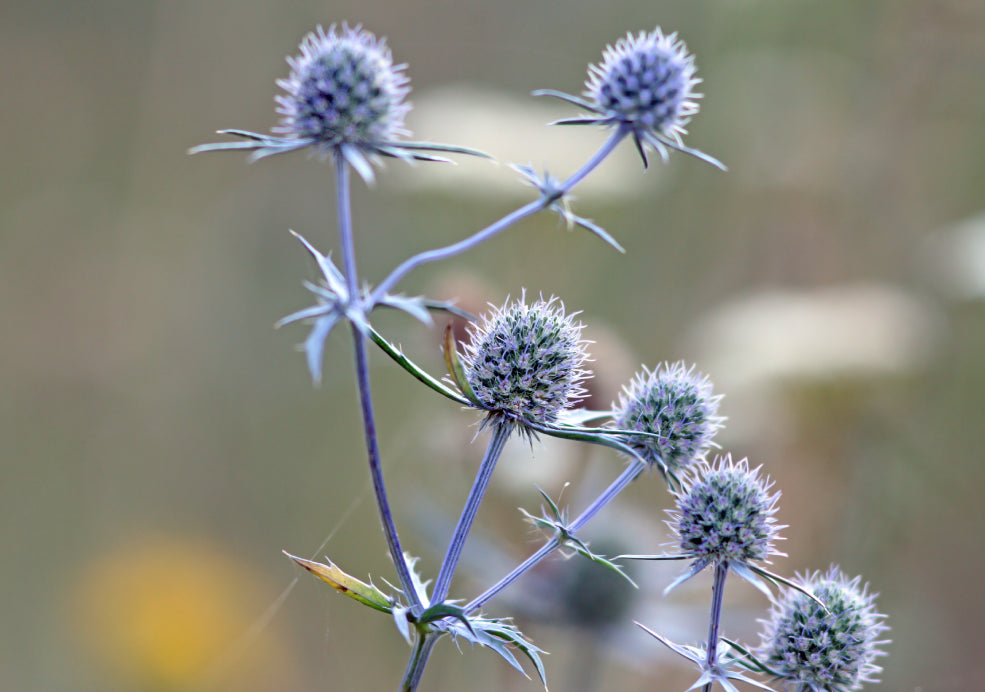 Eryngium: A Striking Beauty with Architectural Appeal. Eryngium: A Striking Beauty with Architectural Appeal.