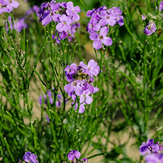 Erysimum 'Bowles's Mauve' Erysimum 'Bowles's Mauve'