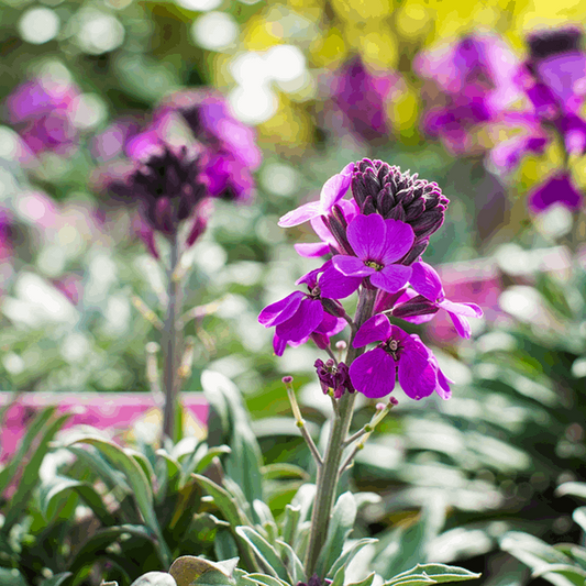 Erysimum 'Bowles's Mauve' Erysimum 'Bowles's Mauve'