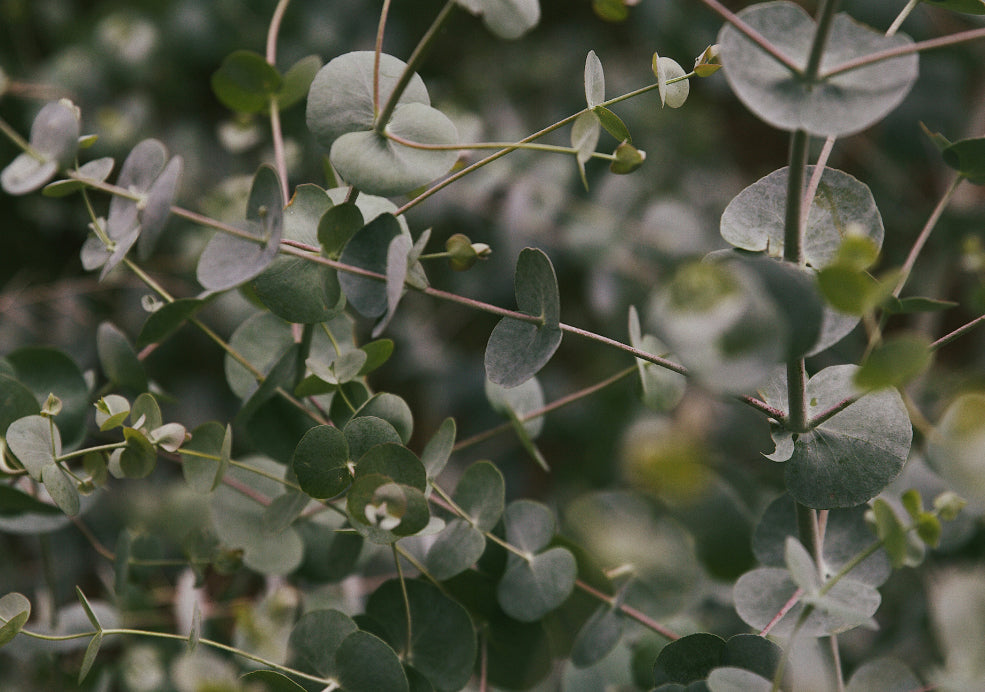 Fast-Growing and Perfect for Structure. Fast-Growing and Perfect for Structure.