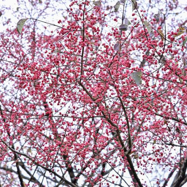 Clusters of small pink berries adorning the branches against the sky capture the charm of an autumn garden, highlighting the delicate beauty of Euonymous hamiltonianus, also known as Hamilton’s Spindle Tree.