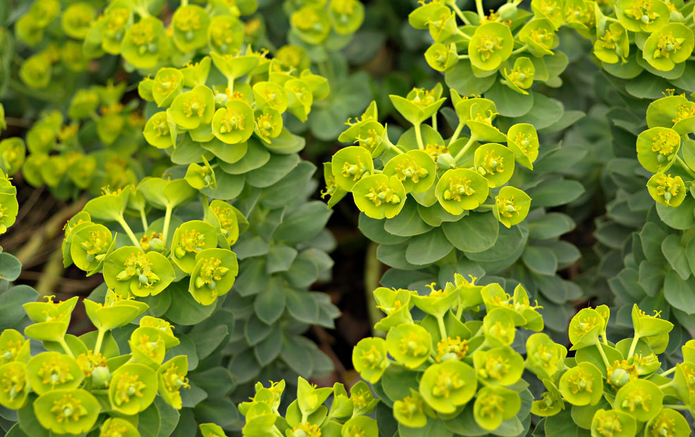 Euphorbia: Sculptural Elegance for Every Border. Euphorbia: Sculptural Elegance for Every Border.