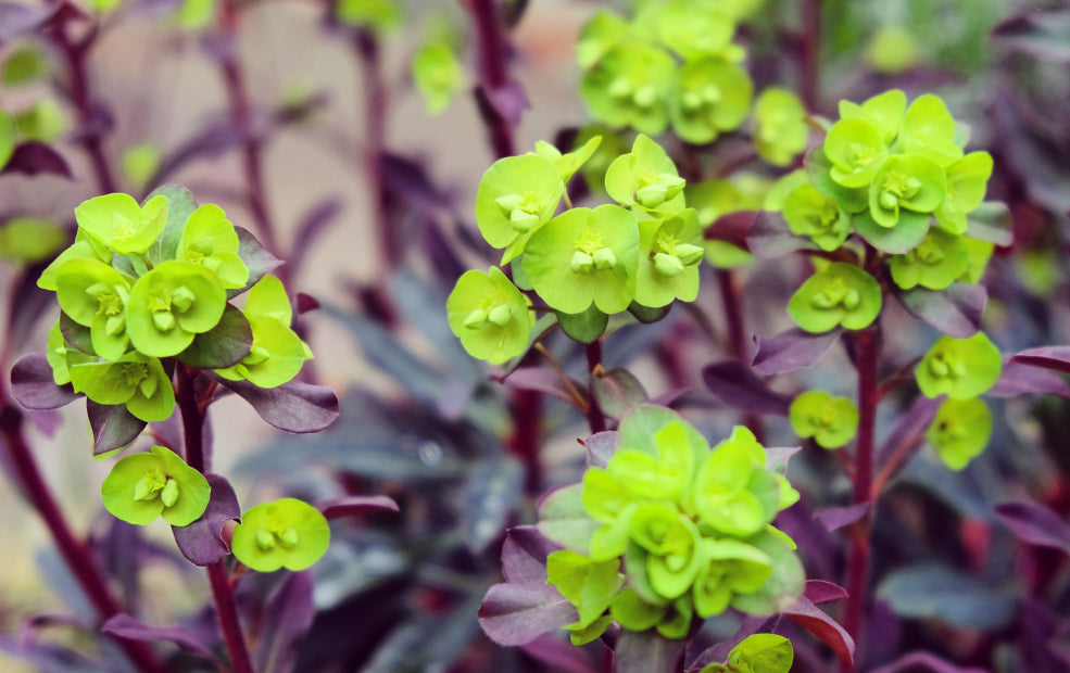 Resilient and Simple to Grow. Resilient and Simple to Grow.