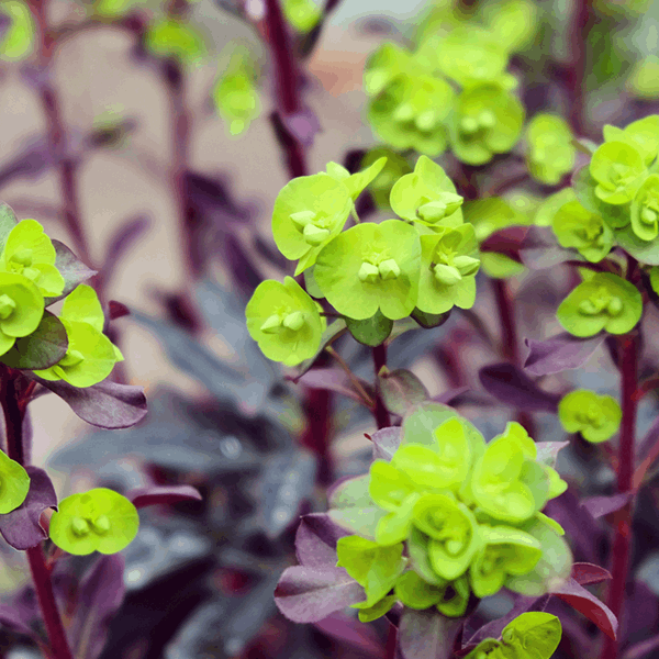 Euphorbia Amygdaloides Purpurea