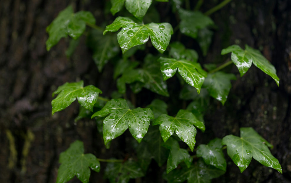 Evergreen Interest with Wildlife Appeal. Evergreen Interest with Wildlife Appeal.