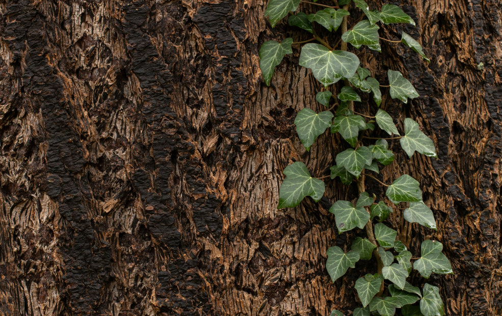 Fatshedera: A Unique Blend of Elegance and Versatility. Fatshedera: A Unique Blend of Elegance and Versatility.