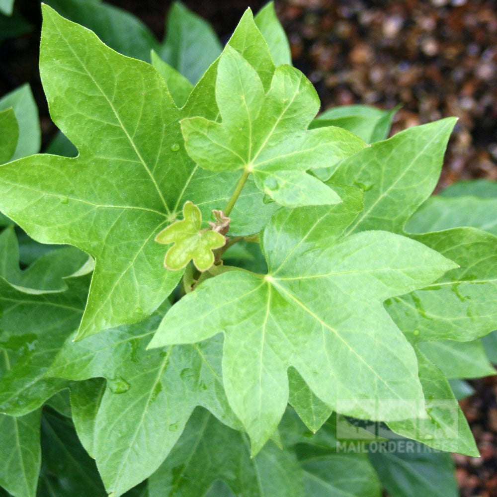 A close-up of the glossy green leaves of Fatshedera lizei, also known as Tree Ivy, adorned with raindrops, evokes the tranquility of an exotic garden.