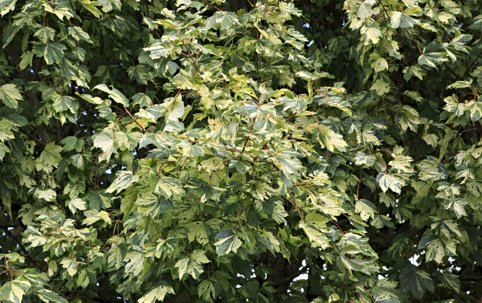 Tough, Flexible, and Simple to Care For. Tough, Flexible, and Simple to Care For.