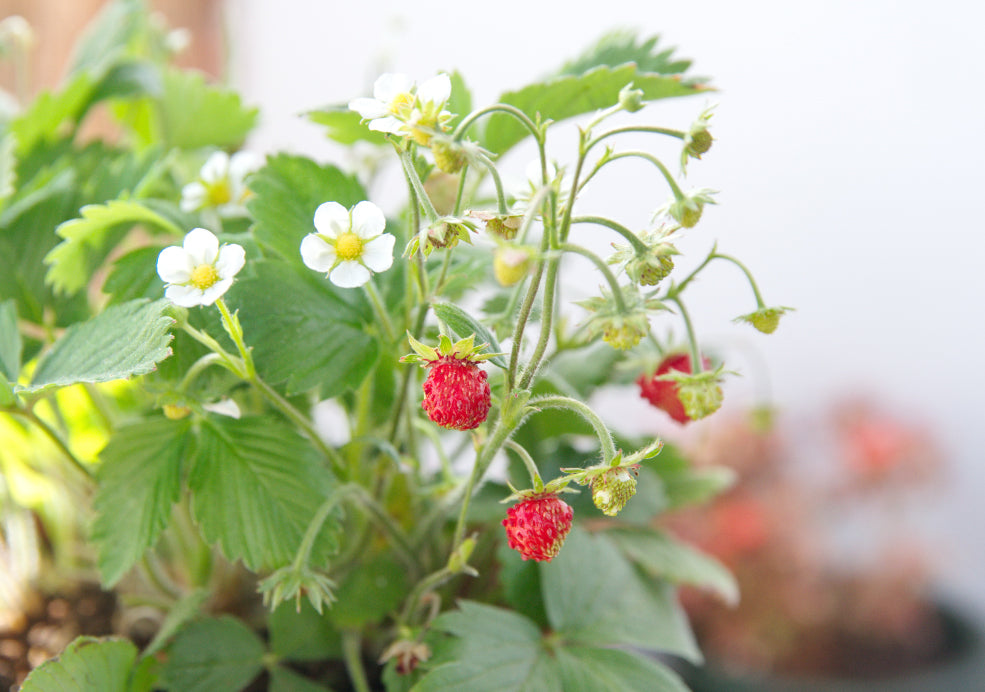 Fragaria: A Delightful Addition with Delicious Rewards. Fragaria: A Delightful Addition with Delicious Rewards.