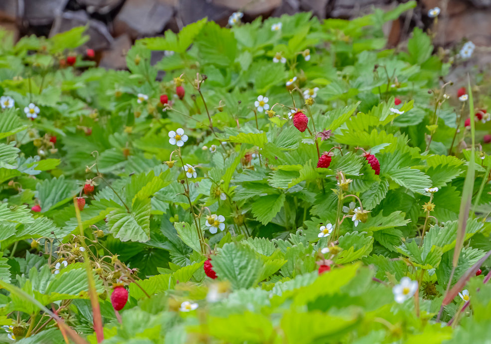 Hardy, Adaptable, and Ideal for All Garden Sizes. Hardy, Adaptable, and Ideal for All Garden Sizes.