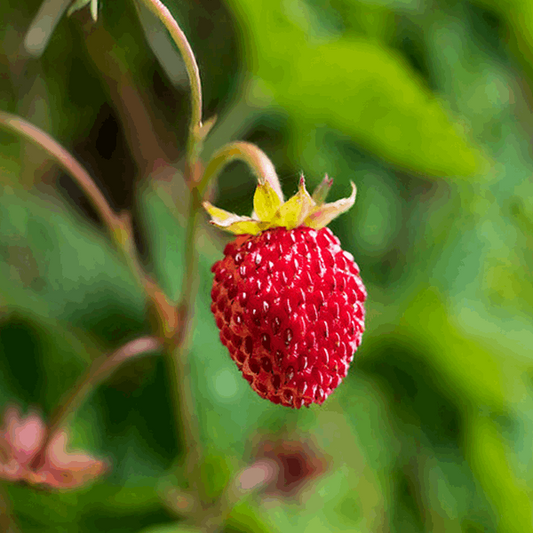Fragaria vesca Fragaria vesca