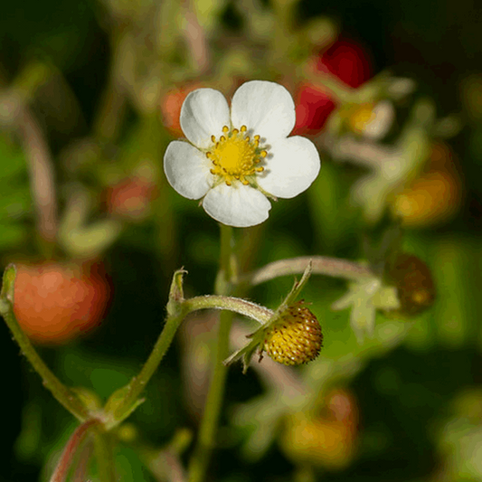 Fragaria vesca Fragaria vesca