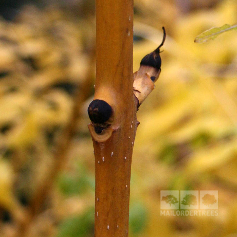 Close-up of a Fraxinus Jaspidea stem with a small emerging bud, set against a softly blurred yellowish background reminiscent of early golden shoots.