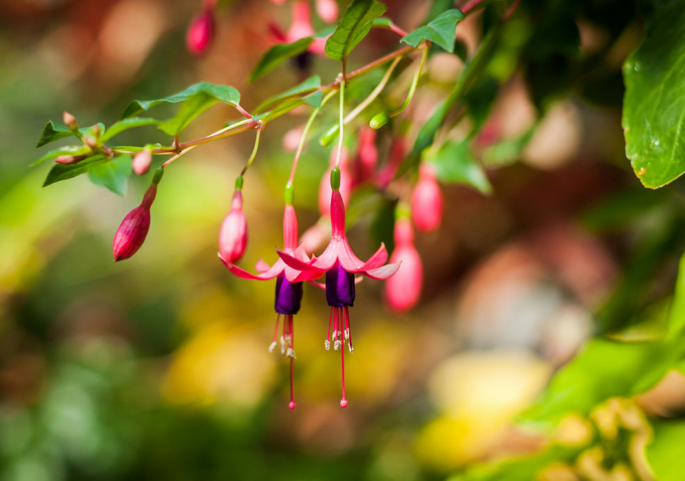 Hardy and Easy to Grow. Hardy and Easy to Grow.