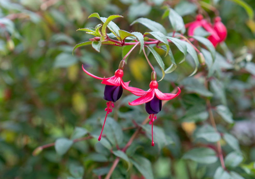 Fuchsia: Elegant Blooms with Year-Round Interest. Fuchsia: Elegant Blooms with Year-Round Interest.