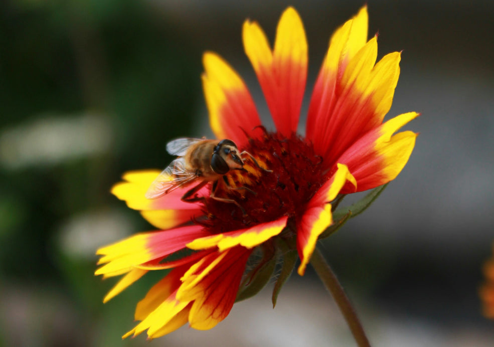 A Pollinator Favourite with Extended Seasonal Interest. A Pollinator Favourite with Extended Seasonal Interest.