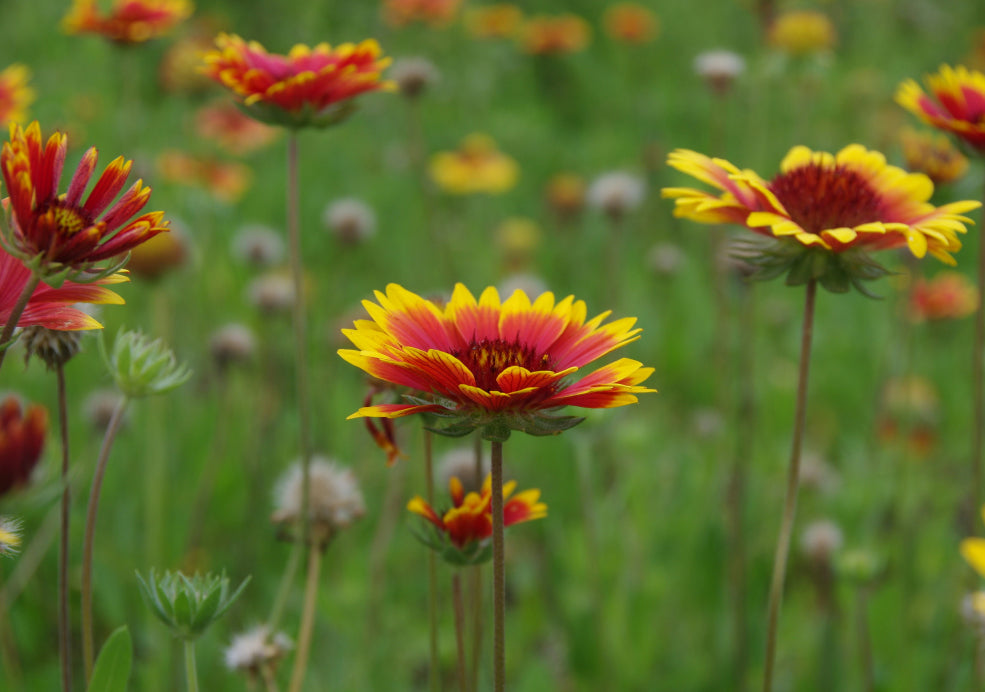 Gaillardia: A Burst of Vibrant Colour. Gaillardia: A Burst of Vibrant Colour.
