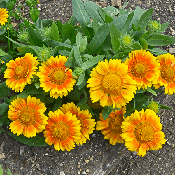 Gaillardia x Grandiflora Arizona Apricot