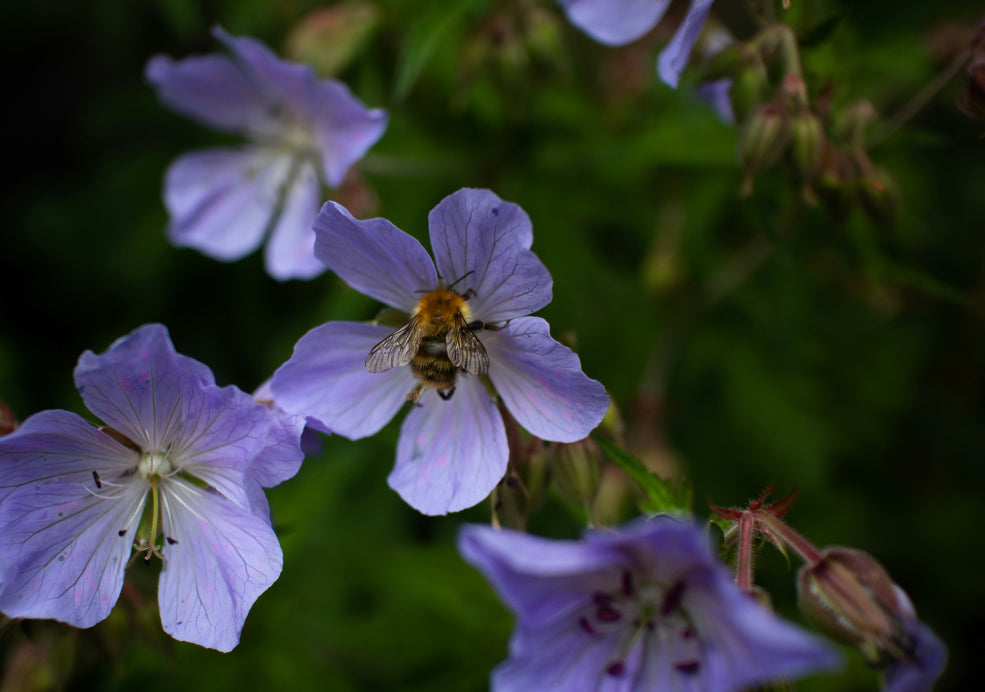 A Pollinator-Friendly Choice with Long-Lasting Blooms. A Pollinator-Friendly Choice with Long-Lasting Blooms.
