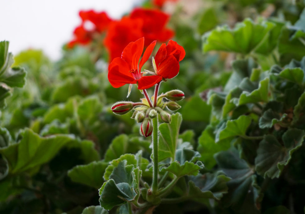 Adaptable and Low Maintenance. Adaptable and Low Maintenance.