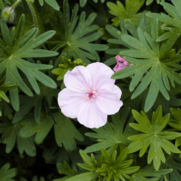 The Geranium 'Vision Pink' features a solitary pale pink bloom with a vibrant purple centre, encircled by lush green leaves, making it an ideal choice for enhancing cottage-style gardens.