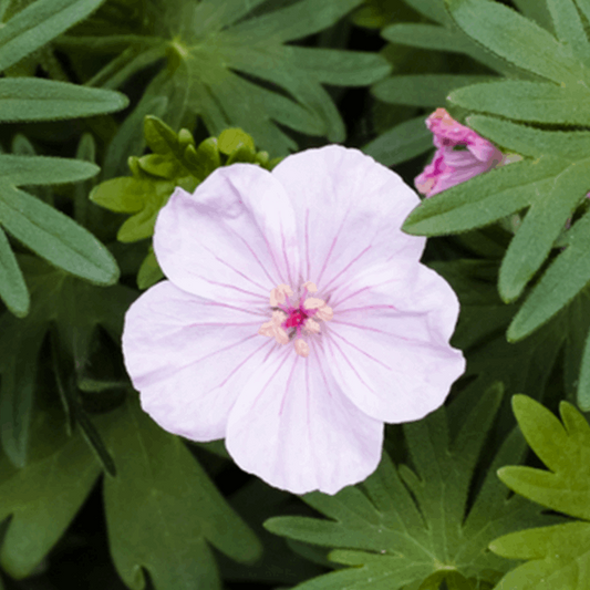 Geranium 'Vision Pink' Geranium 'Vision Pink'