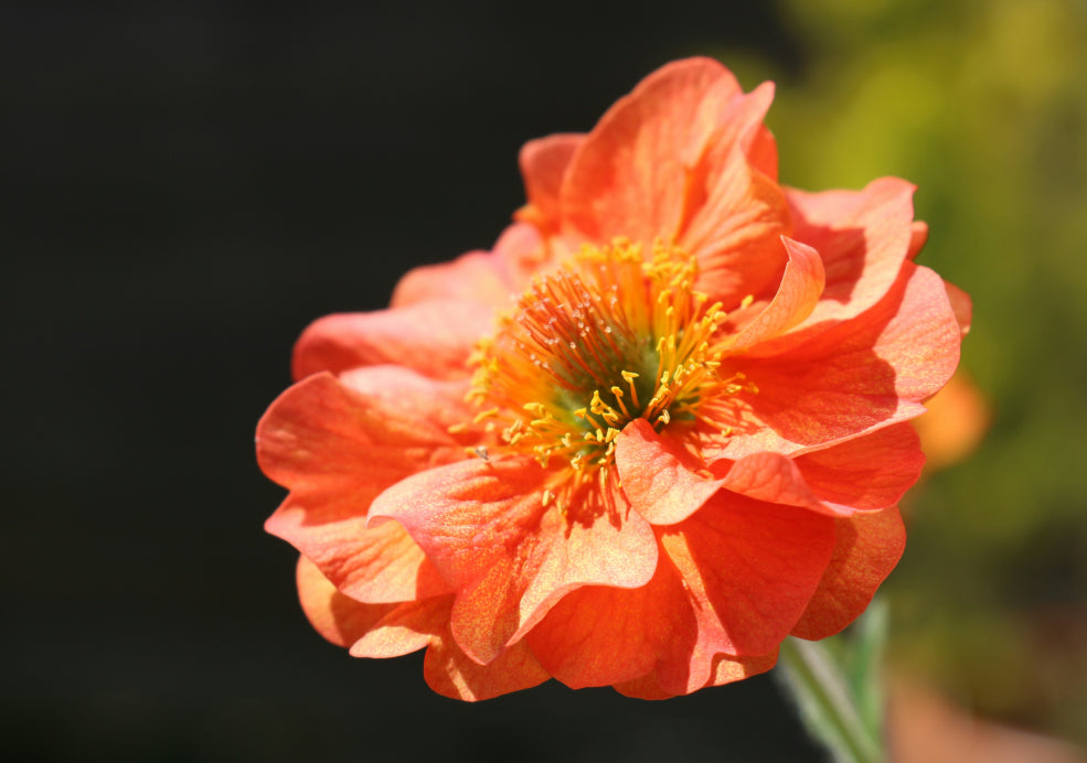 Hardy, Versatile, and Well-Suited to Mixed Plantings. Hardy, Versatile, and Well-Suited to Mixed Plantings.