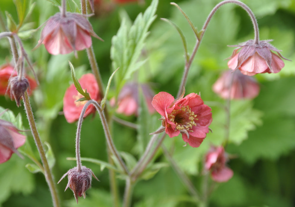 Low Maintenance and Pollinator-Friendly. Low Maintenance and Pollinator-Friendly.