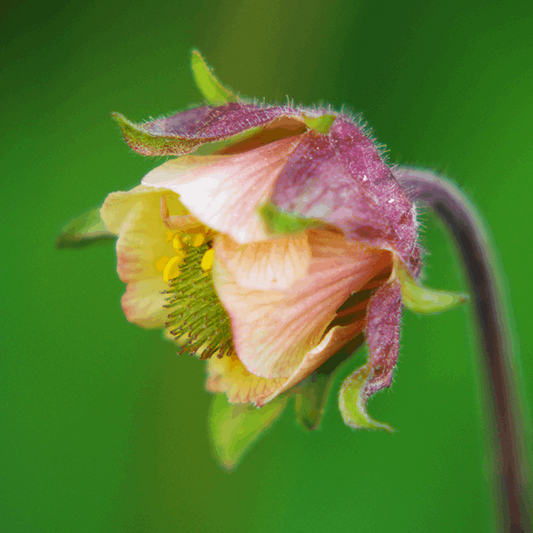 Geum rivale Geum rivale