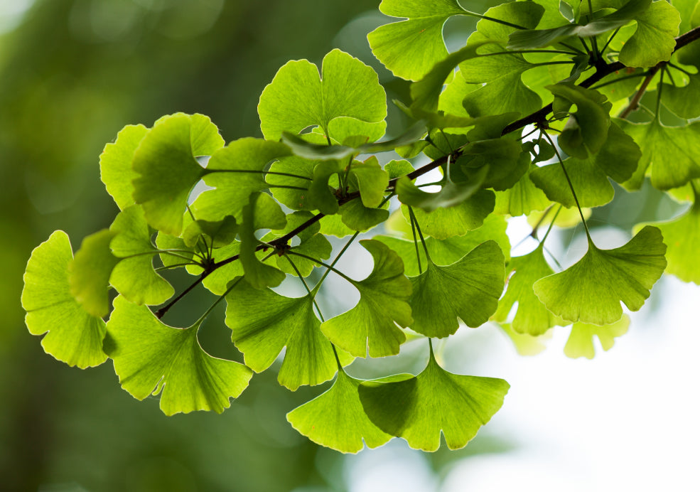 Gingko Trees: Living Fossils with Unique Beauty. Gingko Trees: Living Fossils with Unique Beauty.