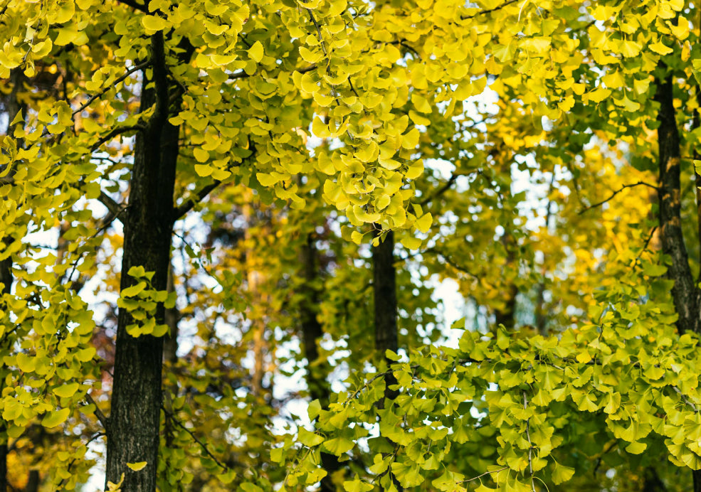 Resilient and Easy to Care For Resilient and Easy to Care For