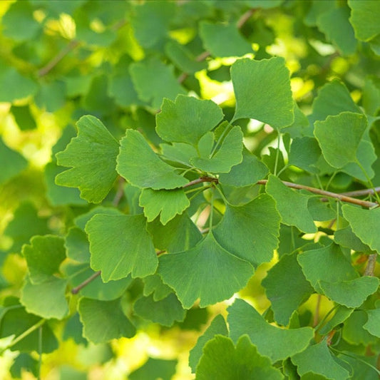 Ginkgo biloba - Maidenhair Tree Ginkgo biloba - Maidenhair Tree